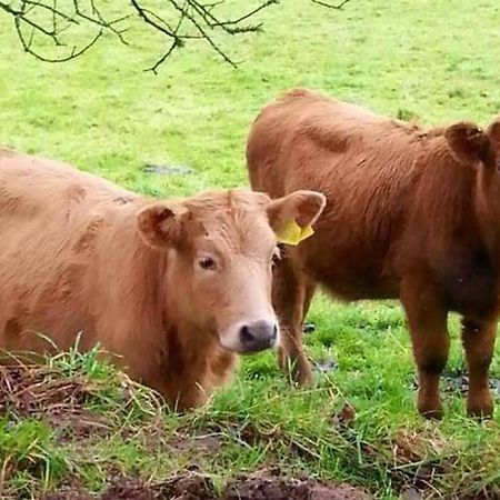 Barn Cottage - Farm Park Stay With Hot Tub Swansea Esterno foto