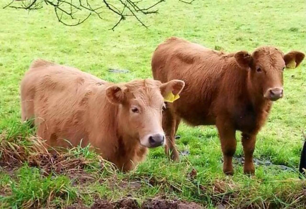 Barn Cottage - Farm Park Stay With Hot Tub Swansea Esterno foto